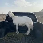 خروف صنف فاخر