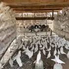 حمام فرنسي