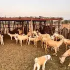 ماعز مقاني طيبه