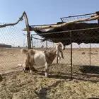 للبيع معزا دفع