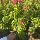 مشتل ومشاتل نباتات ظل وزينه نيم نخيل بونسيانا مورينجا