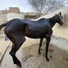 حصان انقليزي