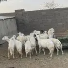 غنم للبيع الموقع طريب 17 ولد وحده والباقي حصيب