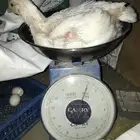 دجاج لاحم عرض