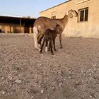 نعجه تحت خروف سواكنيه