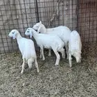 طليان