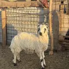 خروف طيب ونظيف