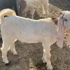 تيوس لبانيه سمان