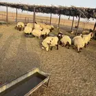 نعيم اضاحي