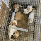 وبران بلدي للبيع