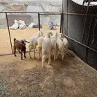 رخال وطليان ذبايح