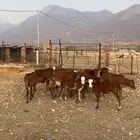 حسلان للبيع