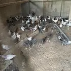 دجاج مشكل