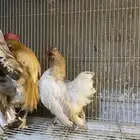 طقمين دجاج سيراما