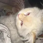 قطط هملايا