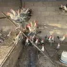 ديوك فيومي للبيع