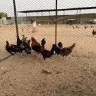 ديوك عربي ابوتاج