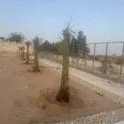 نخل مثمر مع التوصيل والغرس بالموقع