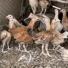 صوص دجاج بلدي