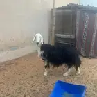 حايل رباع