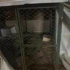 شبك