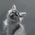 قط شيرازي ذكر العمر شهرين