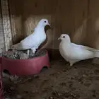 الأهل التميز (( جوز صنعاوي توب ومنتج ))