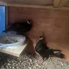 جوز كوري تم  البيع