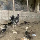 دجاج بلدي