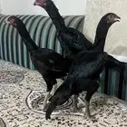طقم دجاج شامو الماني مستوى طيب