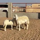 حريه صنف الصنف حرشا