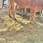 بقره للبيع معها ذكر