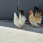 دجاج جبنيز مسحب