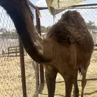 قعود طيب