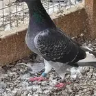حمام زاجل سباق
