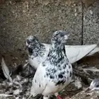 مجموع حمام باكستاني شرط