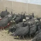 دجاج حبشي الحجل البلدي دجاج الوادي العمر ثلاث اشهر