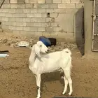 غنم معزا