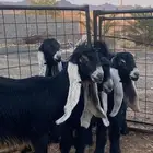 معزا عوارض جفار صنف تمم البيع