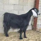 عنز مضرع