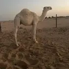 قعود باتلي