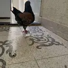 للبيع جوزين كنق
