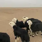 رخال نجد