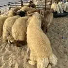 ذبايح نعيم فاخر مفاطيح وثلاجه مع الذح والتوصيل