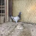 للبيع انث بارلس مسكي