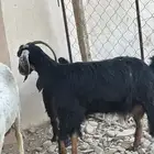 عدد اثنين معزا ضريع ودافع