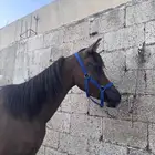 فرس