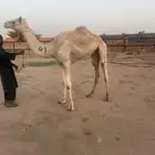 قعود هجن كفو