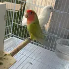 زوج طيور روز انثى وذكر