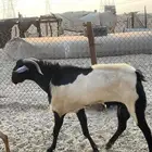 تيس بيشي ادرع فاخر وجرم عالي